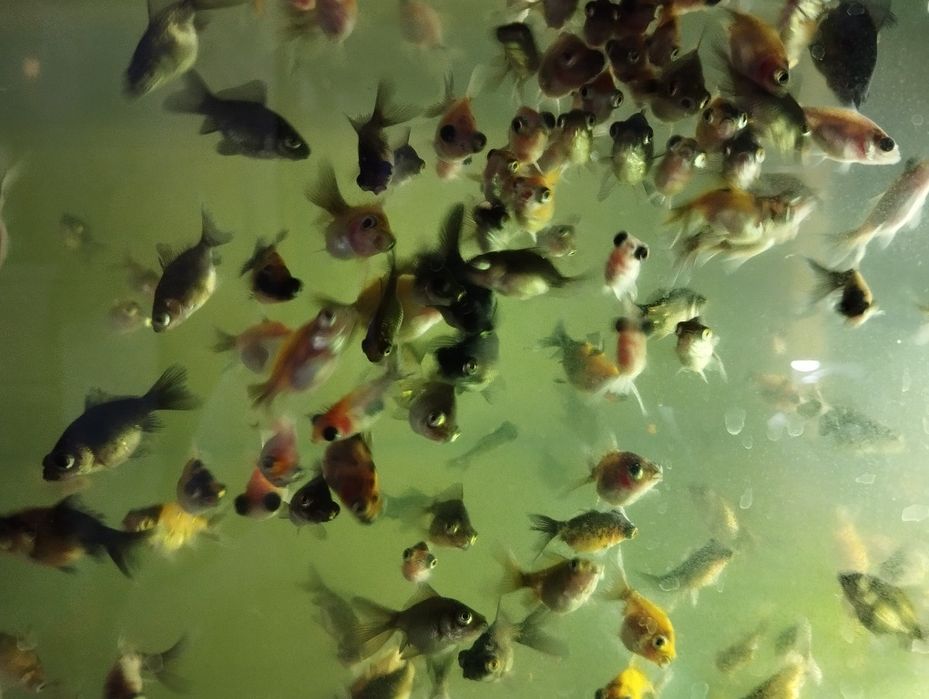 Телескопы, Золотые