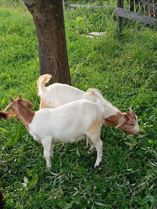 Vand o edita și un tapuc