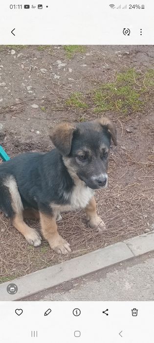 Отдадим щенка в добрые руки