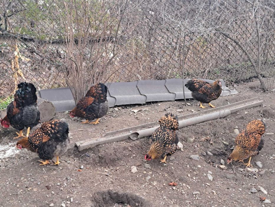 Oua wiandote GSG pentru incubat