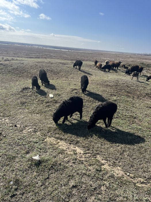 Продам Кошкариков 3-4 мес