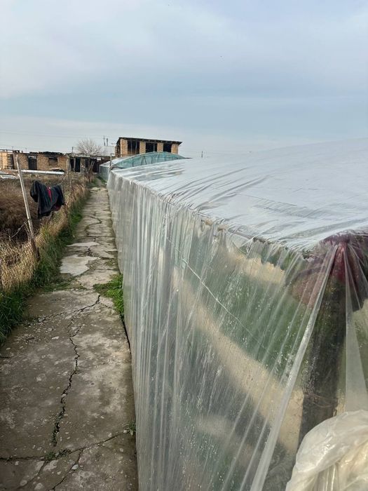 Tiplisa sotiladi 3ta