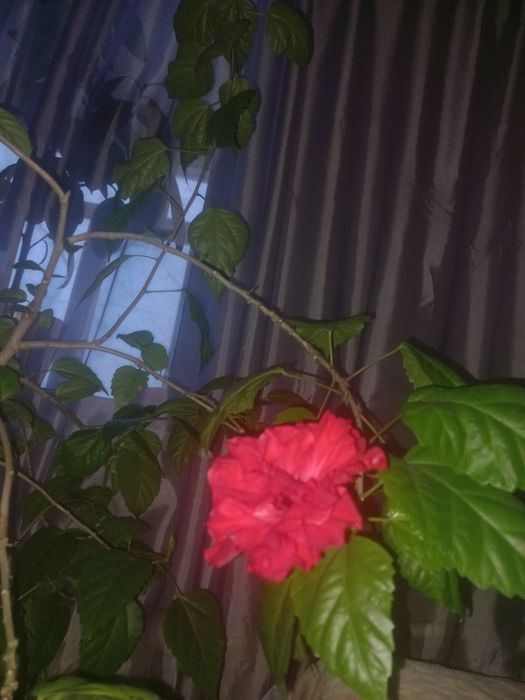 Роза китайская, гибискус