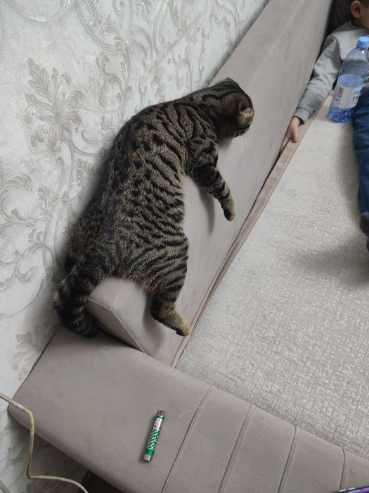 Отдам даром кота