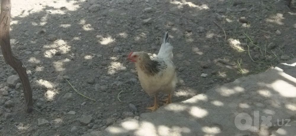 Адлер,андижон қора Товуқ лари сотилади