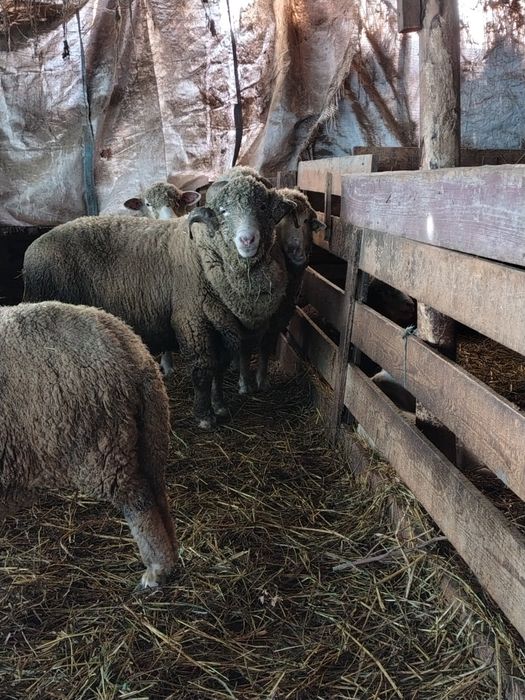 Vând berbec merinos