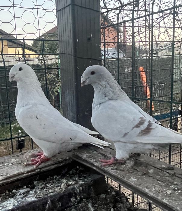 Lot disponibil ptr case noi