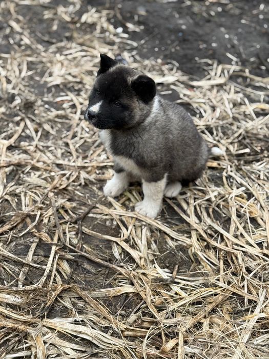 Американска Акита – 2 месеца