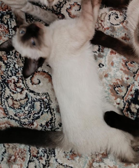 Сиамские котята продается