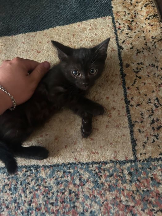 Отдам котят британцы