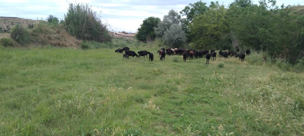 Куй ва товукларга чин юракдан карайдиган  инсофли инсон керак.