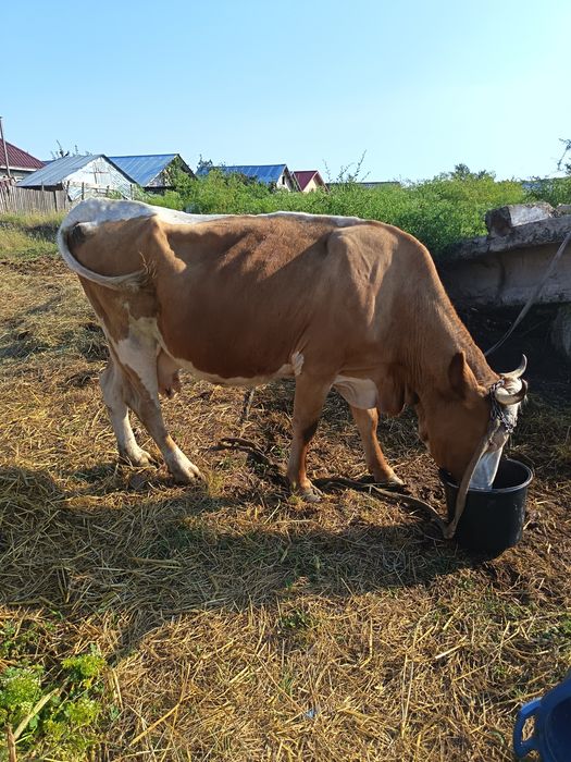 De vânzare, Vaca la al 3 vițel, fatata de 3 luni, bună de lapte! Pentru detali 0773856350