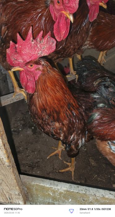 Xoroz петух xoroz