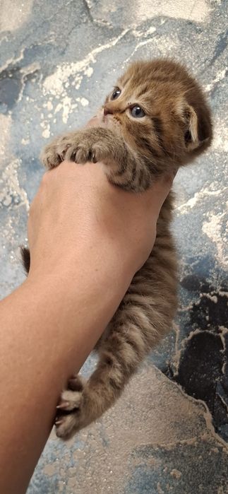 Шотландские скоттиш фолд мальчики