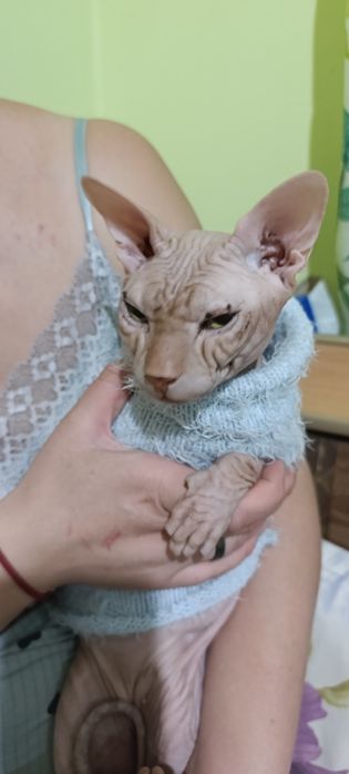 Котик породы Канадский сфинкс