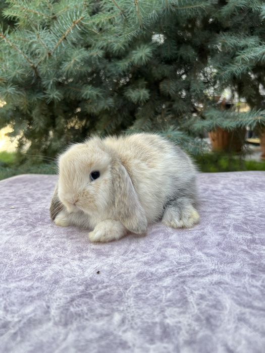 карликовые кролики