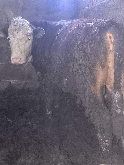 Быки на племя, мощные!