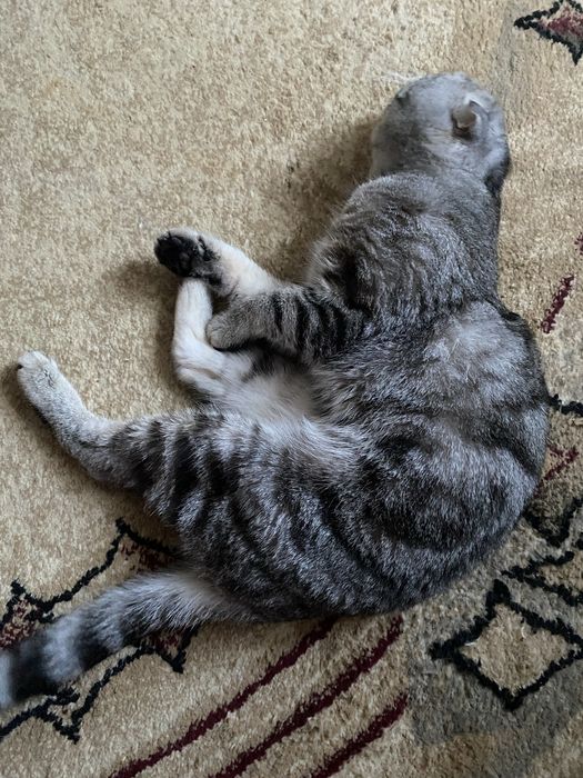 Вислоухий кот на вязку