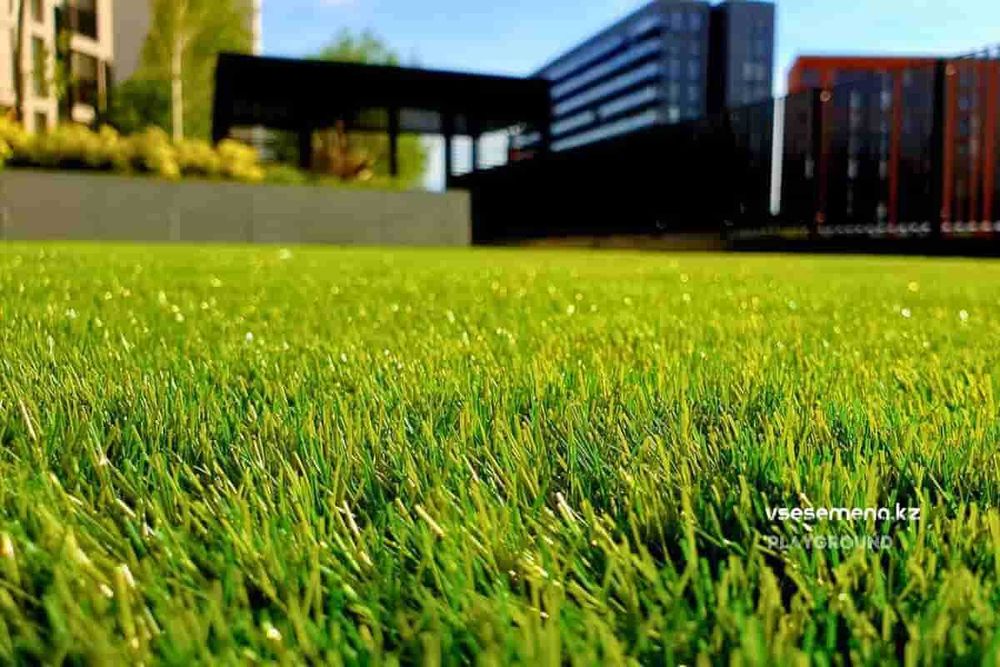 Газонная трава в Астане