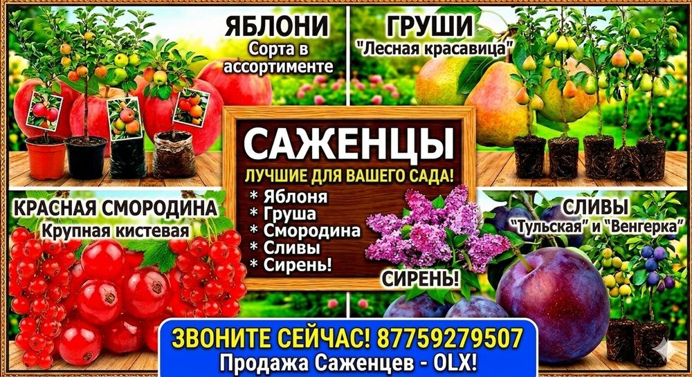 Цветы, Саженцы Яблони, Груши, Смородины, Сливы, Сирени