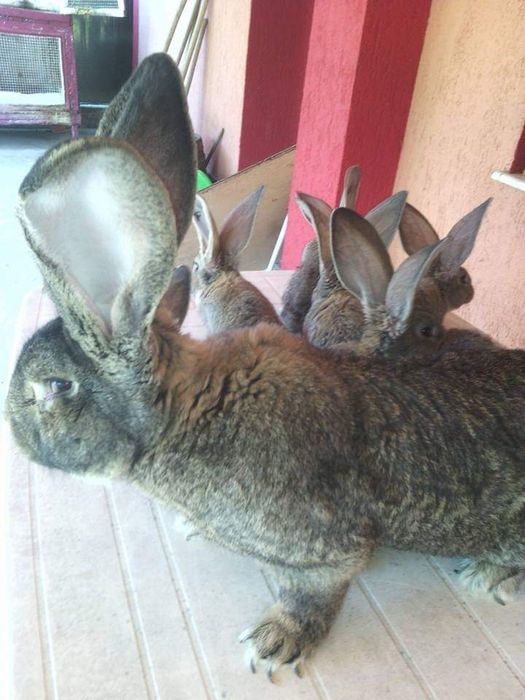 Femele Uriaș German 10 luni ,Rasă pură