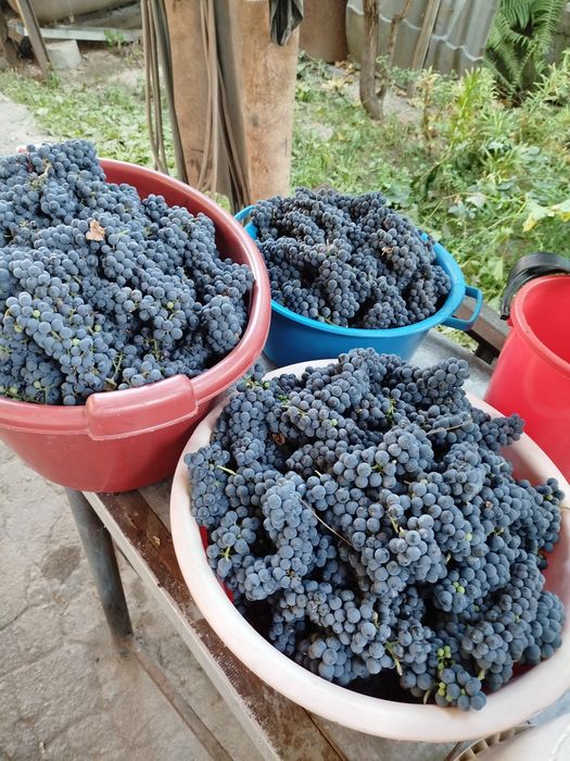 Продам винный виноград