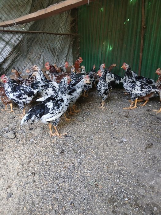 Pui Tineret, pita pinta asturiana, marans