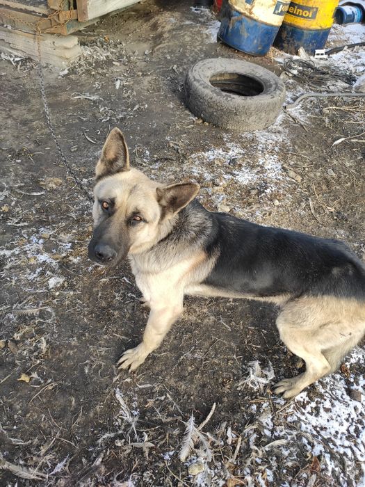 Продам чистокровного самца