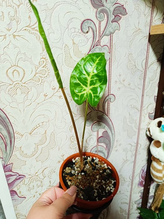 Сингониумы сортовые продам