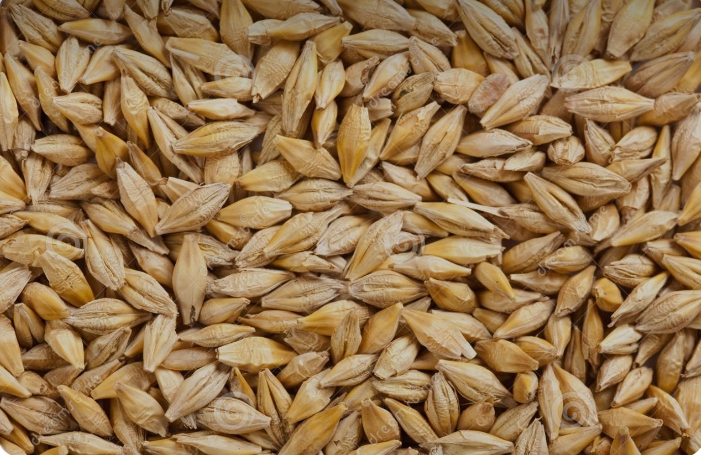 Как выглядит ячмень зерно фото Как выглядит ячмень зерно фото