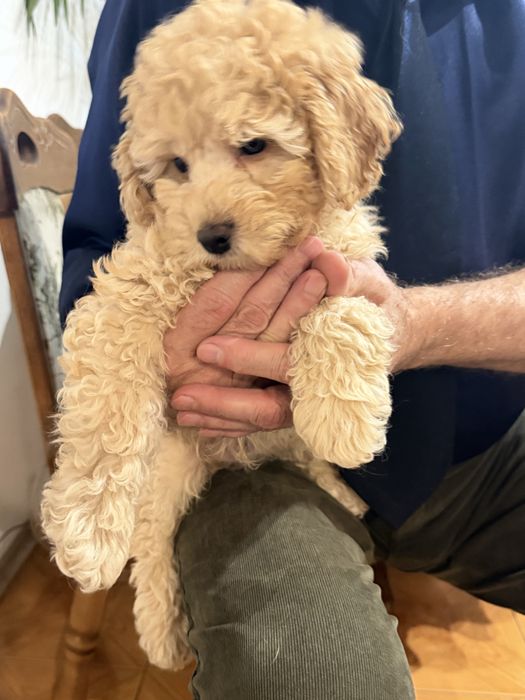 Щенок пуделя  . 2,5 месяцев . 150000