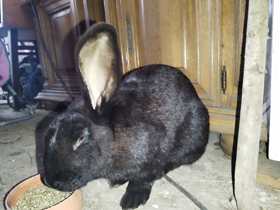 Vând iepurași german-fluture