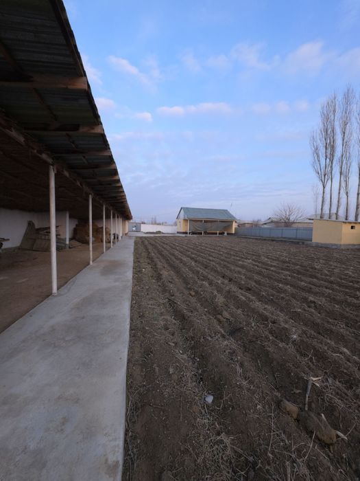 Zafarga uch kilometr Dalvarzin birinchi savxozda uchaska sotiladi.