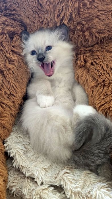 Бирманска котка/Sacred Birman