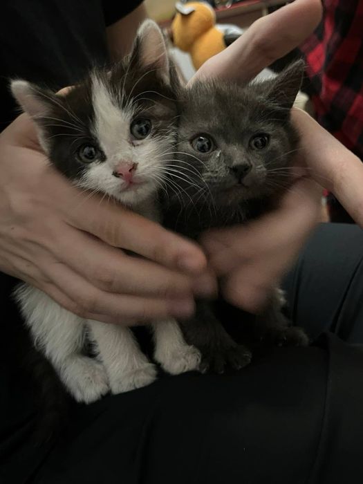 Отдам котят. Два мальчика