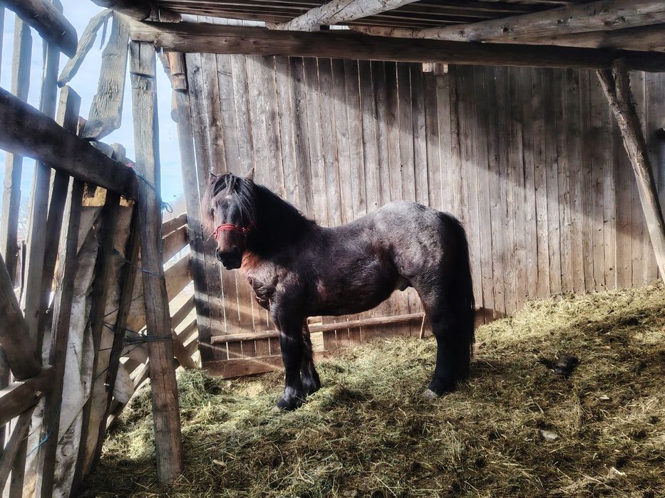 Vand Armăsar de un an și șapte luni