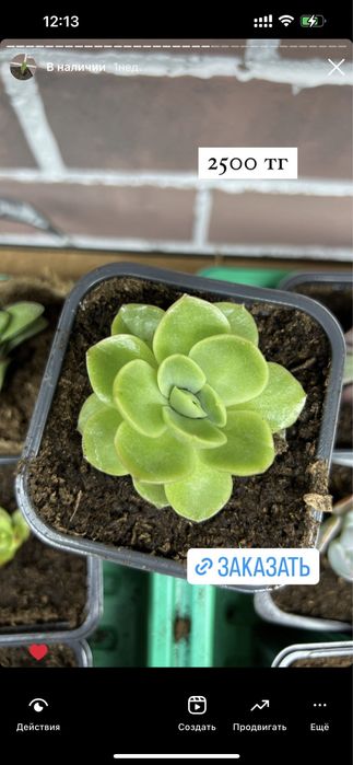 Суккуленты цветы комнатные