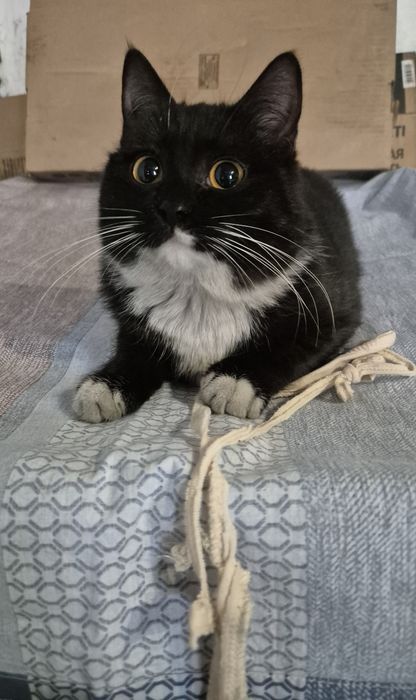 Отдам котят в хорошие руки