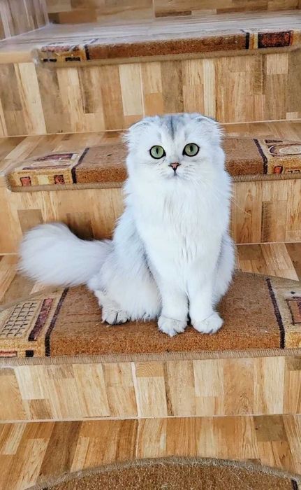 Fetiță Scottish Fold Longhair – pedigree