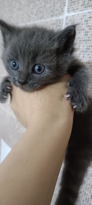 Отдам котенка девочка!