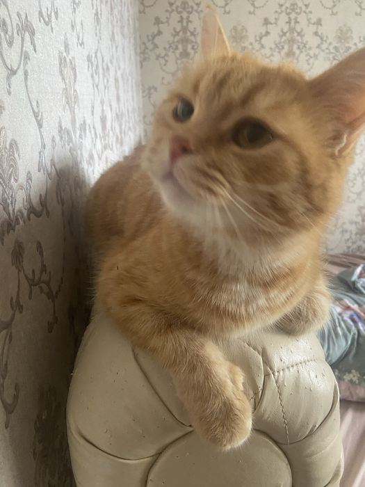 Отдаю в добрые руки кота