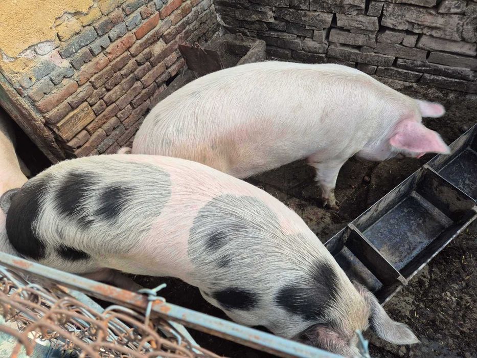 Домашни Прасета - 7 лв./кг.