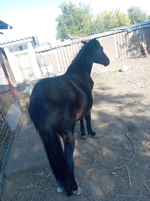 Продам лошадь кушает все