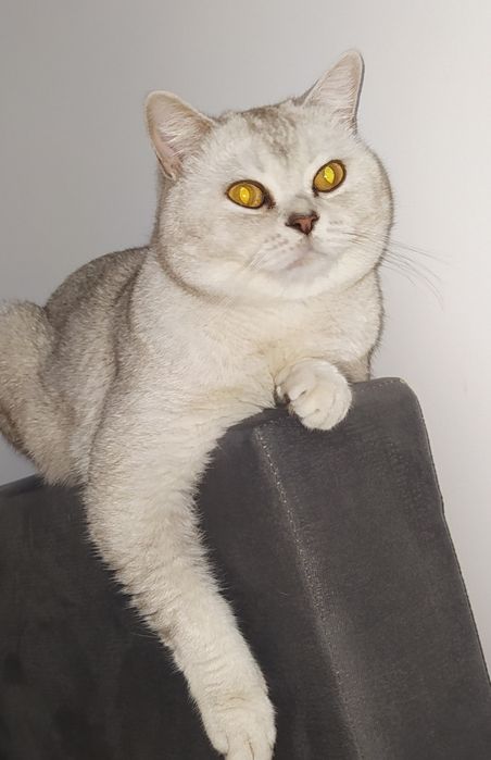 Скоттиш страйт вязка