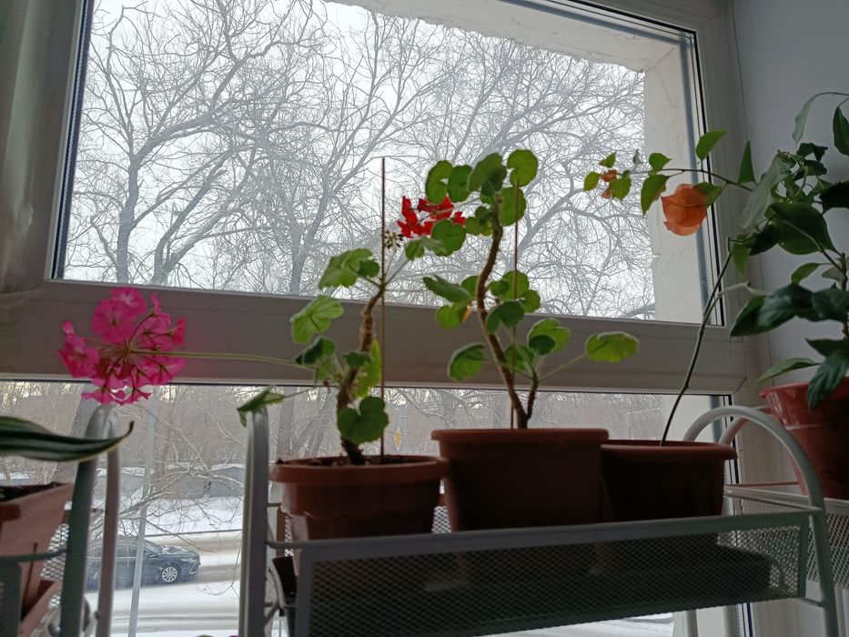 Комнатные растения. Бугенвиллия.Пеларгония.