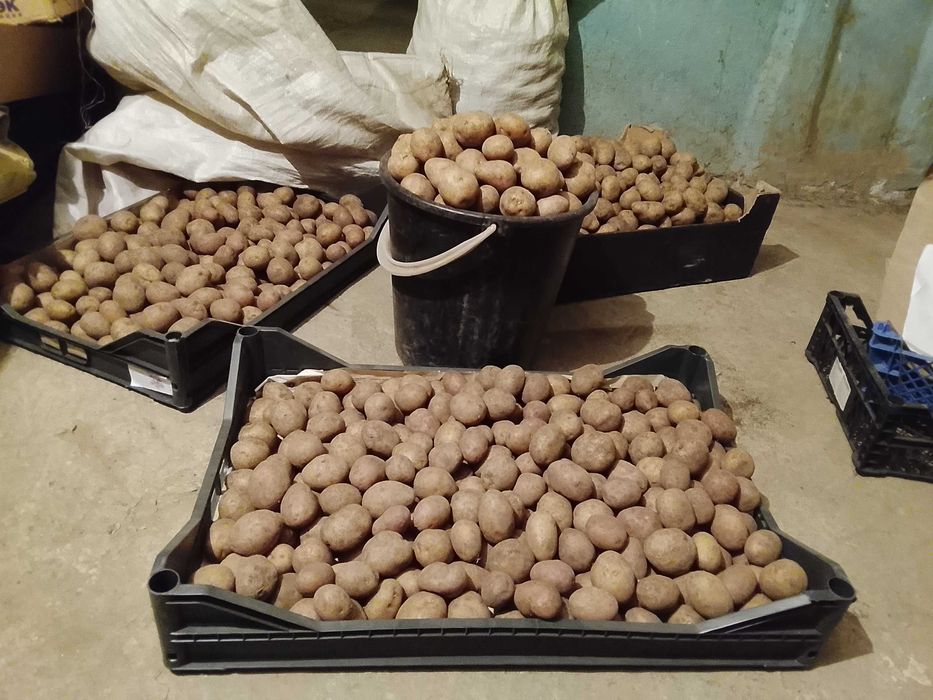 продам семенной картофель