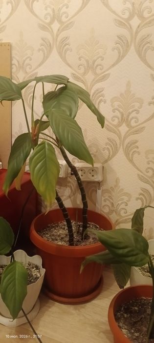 Продам 7 шт цветы в горшках
