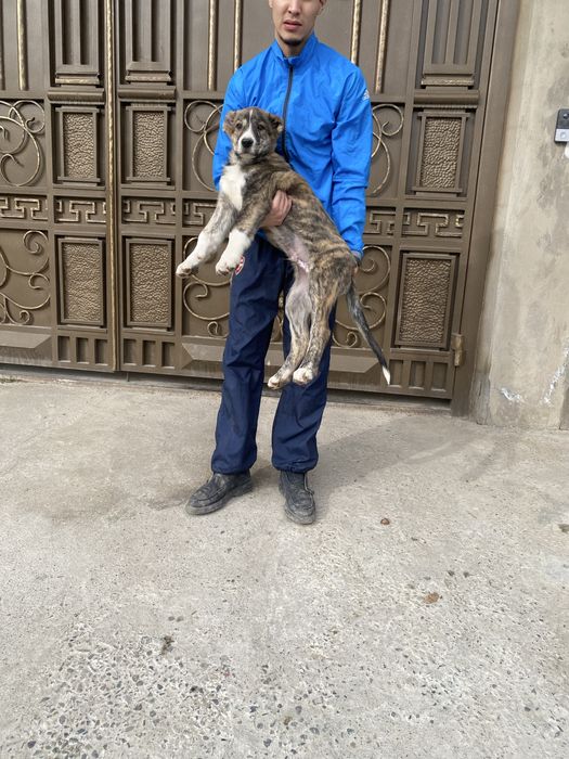 Алабай щенки 2 месяца