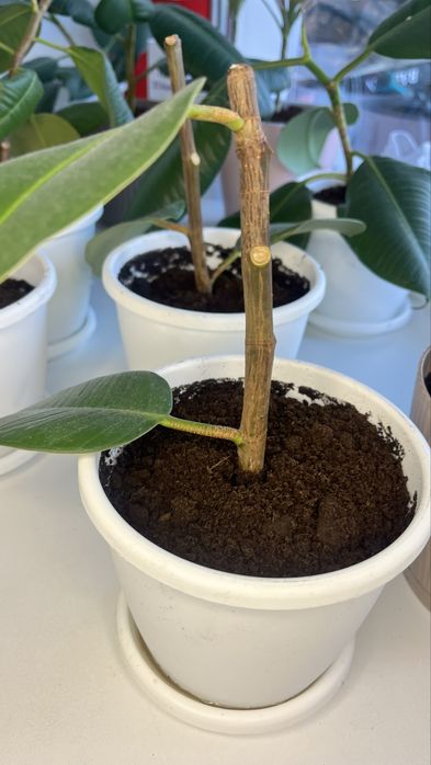 Фикусы продается