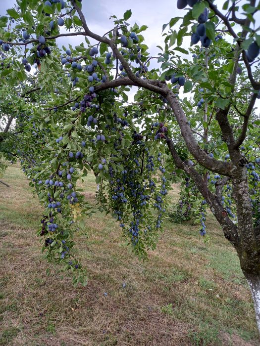 Prune pentru tuica și masa(gem)
